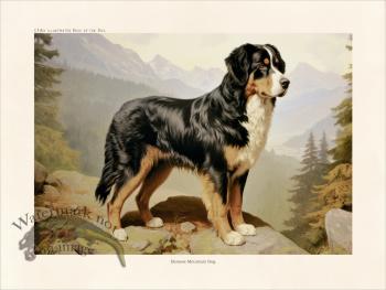 CFA Dog Bemese Mountain Dog